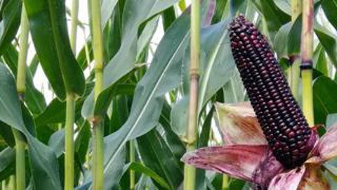 Panam propose à partir de 2021 des mélanges de variétés de maïs riches en huile, dentées et bien nanties en antioxydants.